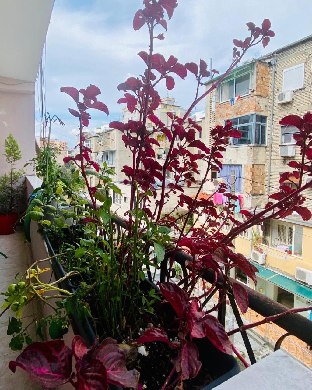 Apartment Tirana Exterior photo